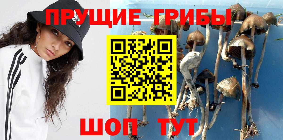где можно купить   Галлюциногенные грибы прущие грибы  Вход с VPN  Киров 